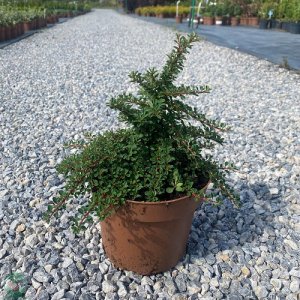 Skalník nízky (Cotoneaster congestus) 'MIRELLE' - výška 10-20 cm, kont. C2L